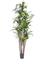 Dracaena Fragrans D 20 H 210 cm - PlantenShop24 - 19-03-2025