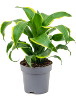Dracaena Fragrans Dorado D 17 H 45 cm - PlantenShop24 - 06-01-2025