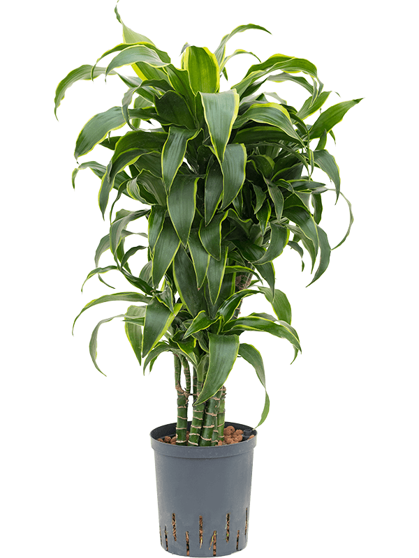 Dracaena Fragrans Dorado D 18 H 90 cm - PlantenShop24 - 06-05-2025
