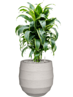 Dracaena Fragrans Dorado In Bordo D 21 H 77 cm - PlantenShop24 - 23-10-2024