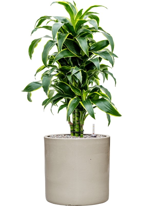 Dracaena Fragrans Dorado In Cylinder D 24 H 85 cm - PlantenShop24 - 19-08-2025