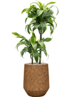 Dracaena Fragrans Dorado In Mineral D 19 H 93 cm - PlantenShop24 - 16-12-2024