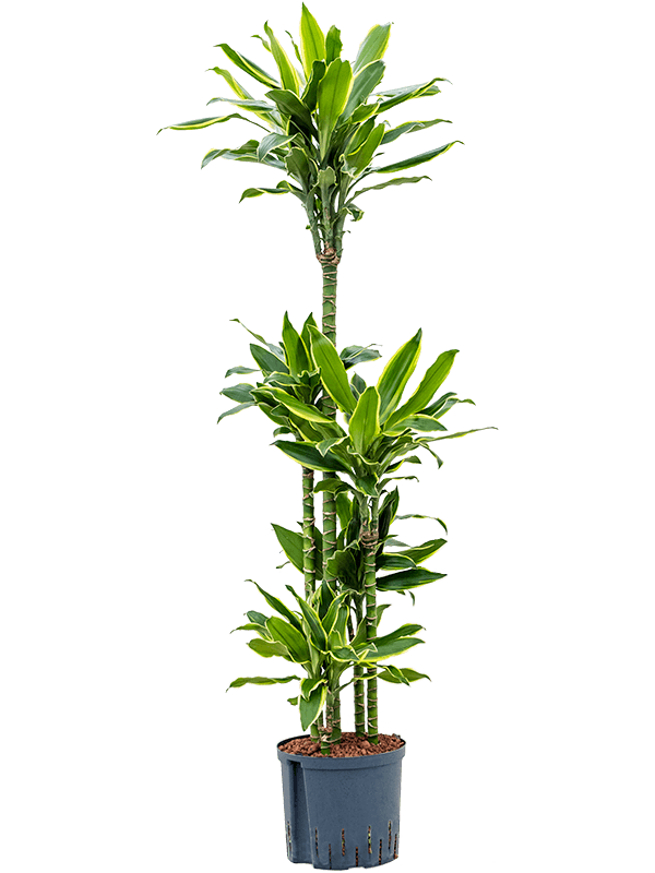 Dracaena Fragrans Golden Coast D 22 H 135 cm - PlantenShop24 - 29-04-2025