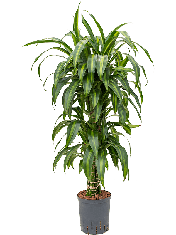Dracaena Fragrans Hawaiian Sunshine D 18 H 110 cm - PlantenShop24 - 01-05-2025