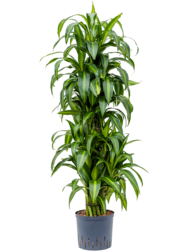 Dracaena Fragrans Hawaiian Sunshine D 22 H 135 cm - PlantenShop24 - 01-05-2025