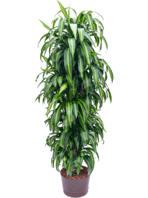 Dracaena Fragrans Hawaiian Sunshine D 25 H 170 cm - PlantenShop24 - 28-07-2025