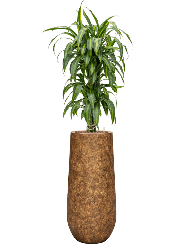 Dracaena Fragrans Hawaiian Sunshine In Mineral D 18 H 151 cm - PlantenShop24 - 02-05-2025