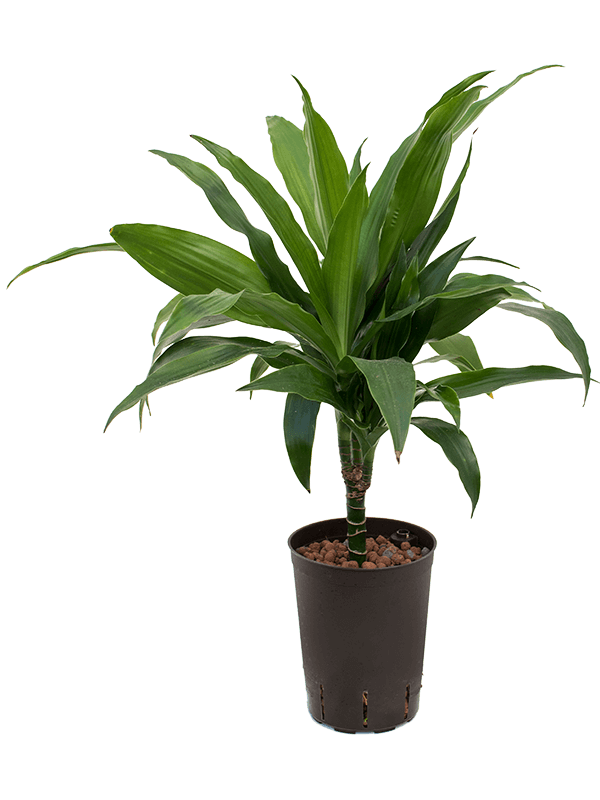 Dracaena Fragrans Janet Craig D 15 H 60 cm - PlantenShop24 - 02-05-2025