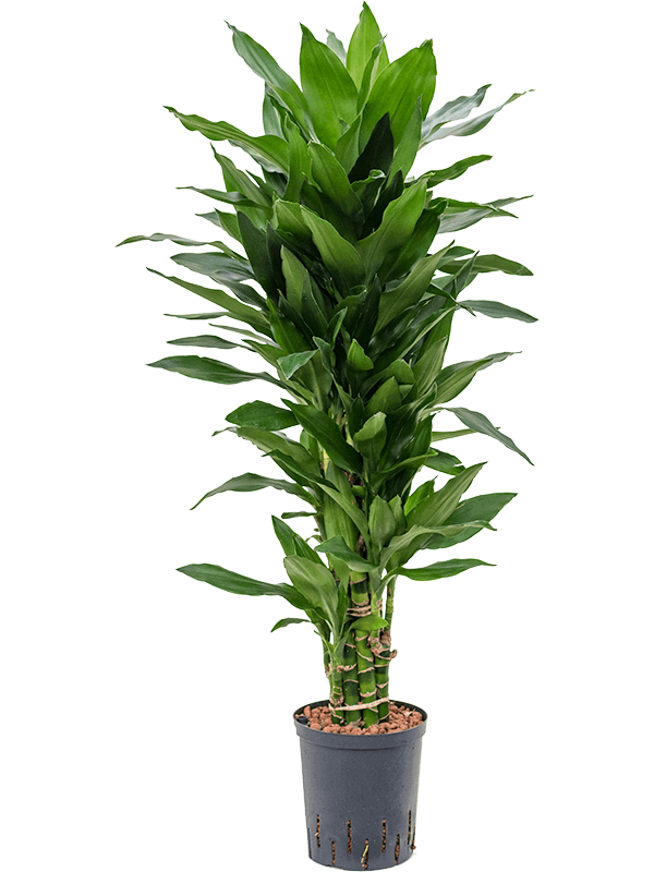Dracaena Fragrans Janet Lind D 18 H 100 cm - PlantenShop24 - 26-05-2025