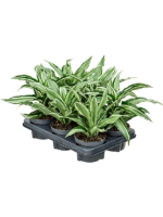 Dracaena Fragrans Kanzi D 12 H 20 cm - PlantenShop24 - 27-05-2025