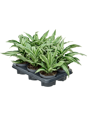Dracaena Fragrans Kanzi D 12 H 20 cm - PlantenShop24 - 02-05-2025