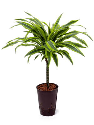 Dracaena Fragrans Lemon Lime D 15 H 55 cm - PlantenShop24 - 23-05-2025