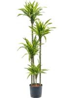 Dracaena Fragrans Lemon Lime D 22 H 160 cm - PlantenShop24 - 08-07-2025