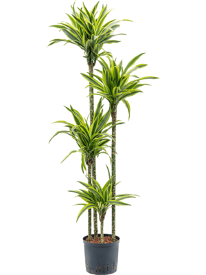 Dracaena Fragrans Lemon Lime D 22 H 160 cm - PlantenShop24 - 08-07-2025