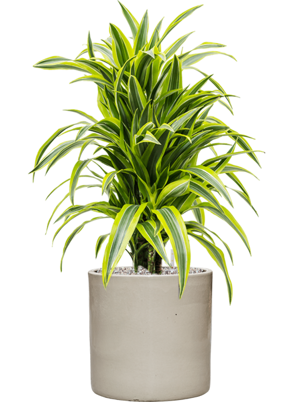 Dracaena Fragrans Lemon Lime In Cylinder D 24 H 89 cm - PlantenShop24 - 27-05-2025