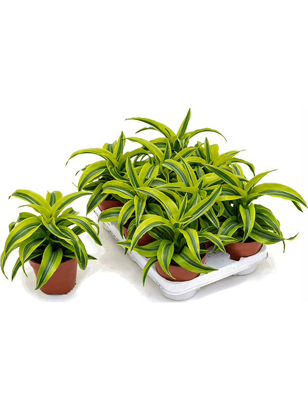 Dracaena Fragrans Lemon Surprise D 12 H 20 cm - PlantenShop24 - 16-05-2025
