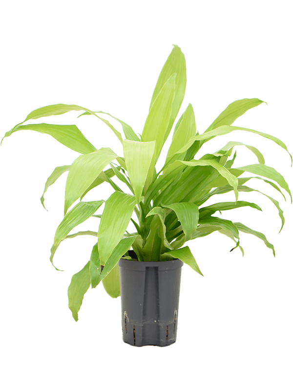 Dracaena Fragrans Limelight D 15 H 50 cm - PlantenShop24 - 26-03-2025