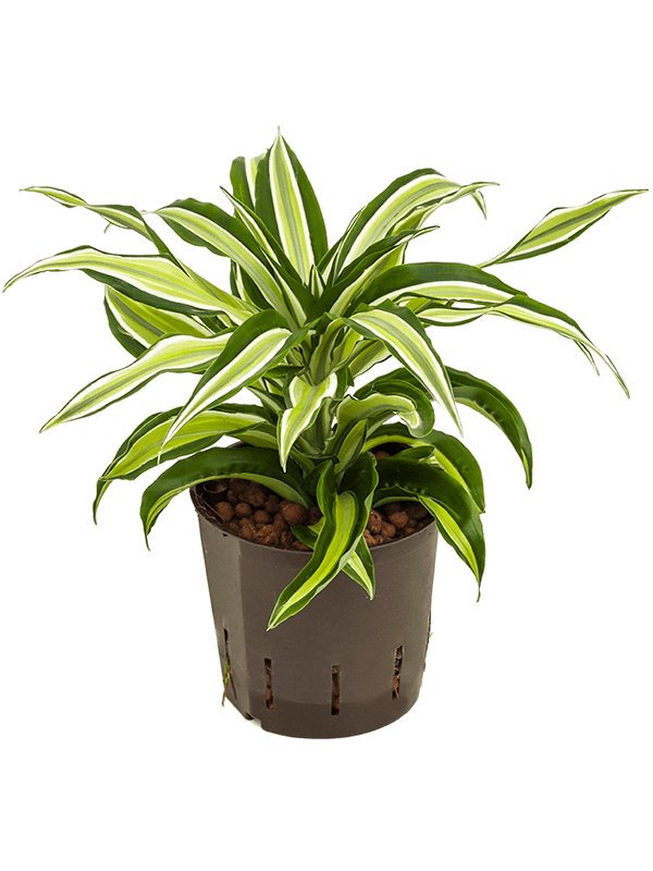 Dracaena Fragrans Malaika D 13 H 25 cm - PlantenShop24 - 04-04-2025