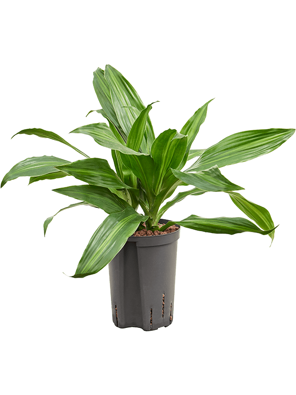 Dracaena Fragrans Rainbow D 15 H 40 cm - PlantenShop24 - 26-03-2025