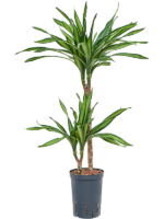 Dracaena Fragrans Riki D 15 H 90 cm - PlantenShop24 - 22-04-2025
