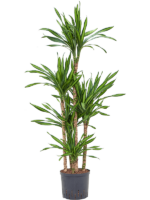 Dracaena Fragrans Riki D 22 H 130 cm - PlantenShop24 - 06-05-2025