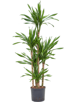 Dracaena Fragrans Riki D 22 H 130 cm - PlantenShop24 - 06-05-2025
