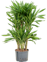 Dracaena Fragrans Riki D 25 H 100 cm - PlantenShop24 - 01-05-2025