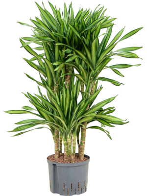 Dracaena Fragrans Riki D 25 H 100 cm - PlantenShop24 - 01-05-2025