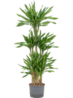 Dracaena Fragrans Riki D 25 H 135 cm - PlantenShop24 - 22-05-2025