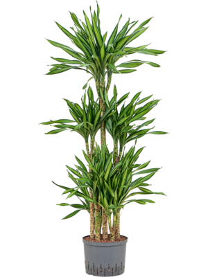 Dracaena Fragrans Riki D 25 H 135 cm - PlantenShop24 - 06-05-2025