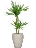 Dracaena Fragrans Riki In Mediterranean D 19 H 102 cm - PlantenShop24 - 13-01-2025