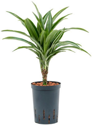 Dracaena Fragrans Ulises D 15 H 45 cm - PlantenShop24 - 22-05-2025