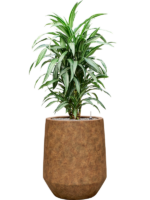 Dracaena Fragrans Ulises In Mineral D 24 H 144 cm - PlantenShop24 - 09-12-2024