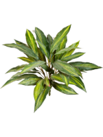 Dracaena H 48 cm - PlantenShop24 - 11-11-2024