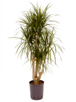 Dracaena Marginata D 18 H 100 cm - PlantenShop24 - 16-06-2025