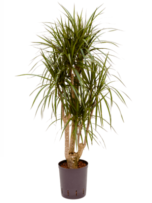 Dracaena Marginata D 18 H 100 cm - PlantenShop24 - 16-06-2025