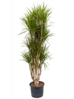 Dracaena Marginata D 30 H 170 cm - PlantenShop24 - 29-07-2025