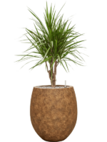 Dracaena Marginata In Mineral D 24 H 108 cm - PlantenShop24 - 09-12-2024