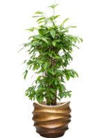 Dracaena Surculosa In Baq Gradient Lee D 24 H 137 cm - PlantenShop24 - 15-04-2025