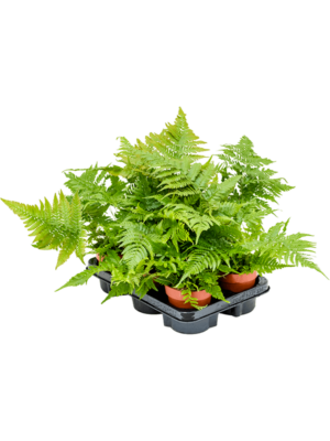 Dryopteris Erythrosora D 12 H 40 cm - PlantenShop24 - 13-05-2025