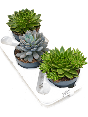 Echeveria Verrassing D 17 H 20 cm - PlantenShop24 - 30-05-2025