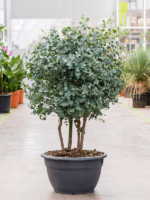 Eucalyptus Gunnii D 30 H 100 cm - PlantenShop24 - 10-01-2025