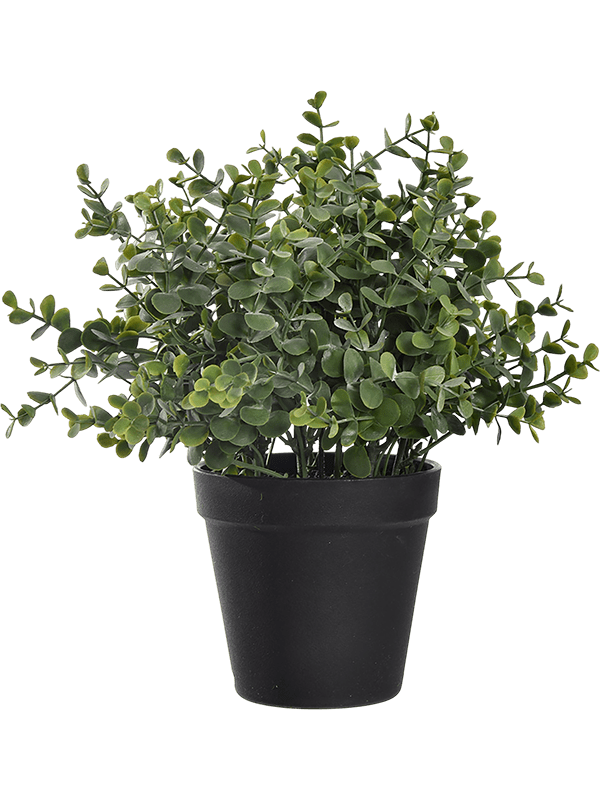Eucalyptus H 25 cm - PlantenShop24 - 04-03-2025