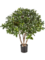 Euonymus Japonicus D 13 H 75 cm - PlantenShop24 - 05-12-2023