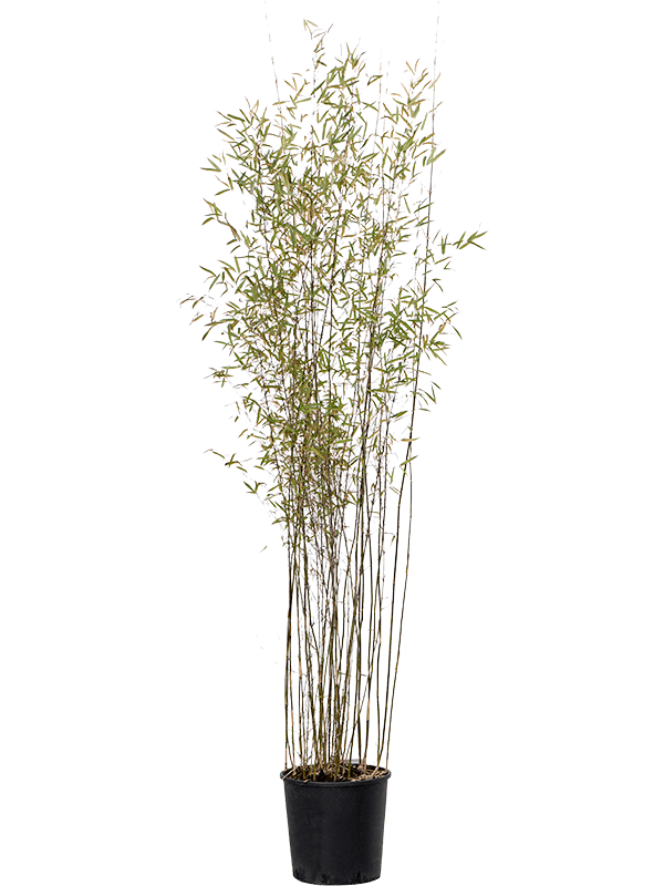 Fargesia Jiuzhaigou D 34 H 200 cm - PlantenShop24 - 07-03-2025