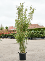 Fargesia Murieliae Jumbo D 40 H 200 cm - PlantenShop24 - 17-10-2023