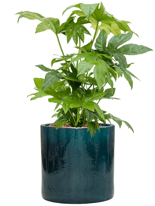 Fatsia Japonica In Cylinder D 21 H 74 cm - PlantenShop24 - 02-07-2025