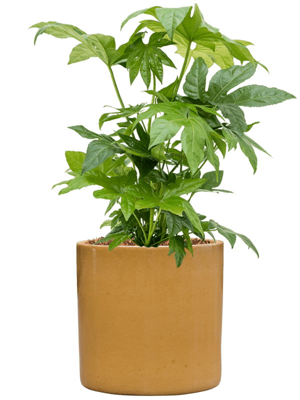 Fatsia Japonica In Cylinder D 21 H 74 cm - PlantenShop24 - 02-07-2025