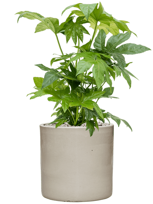 Fatsia Japonica In Cylinder D 21 H 74 cm - PlantenShop24 - 02-07-2025