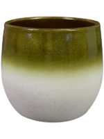 Fem D 26 H 24 cm - PlantenShop24 - 23-04-2025